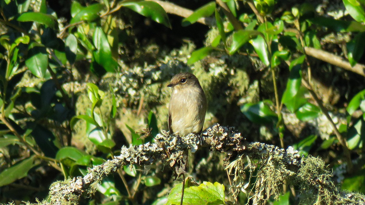 African Dusky Flycatcher - ML639518277