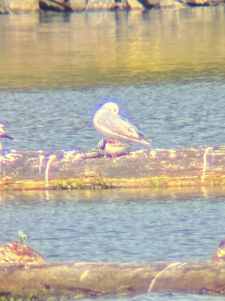 Ruddy Turnstone - ML639518290