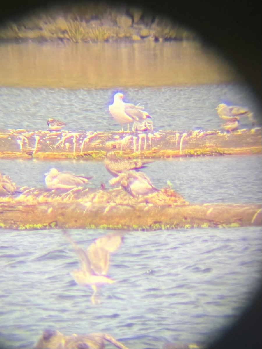 Ruddy Turnstone - ML639518291