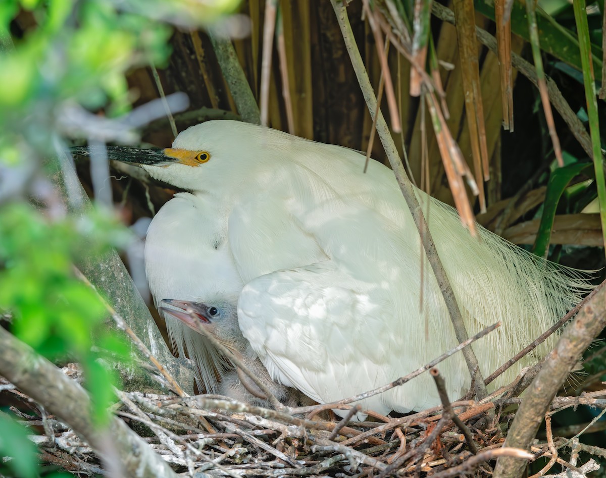 Snowy Egret - ML639518396