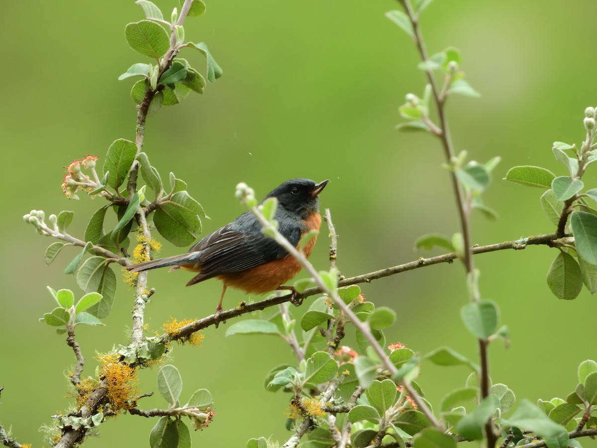Cinnamon-bellied Flowerpiercer - ML639518463