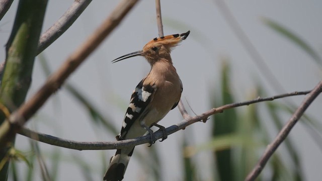 Eurasian Hoopoe - ML639518470