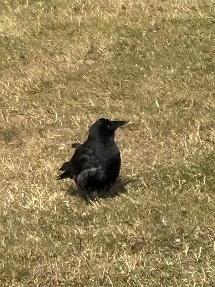 American Crow - ML639518484