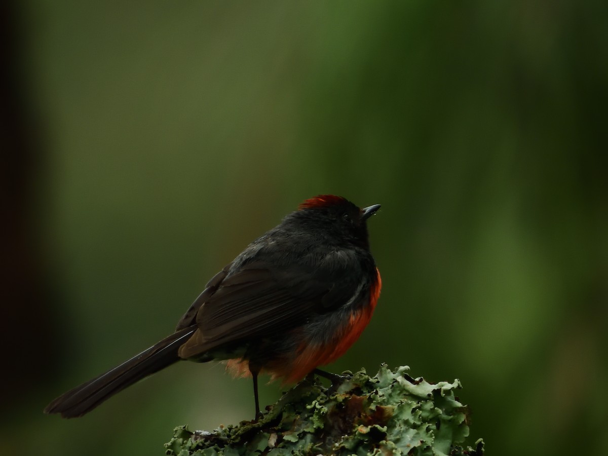 Slate-throated Redstart - ML639518504