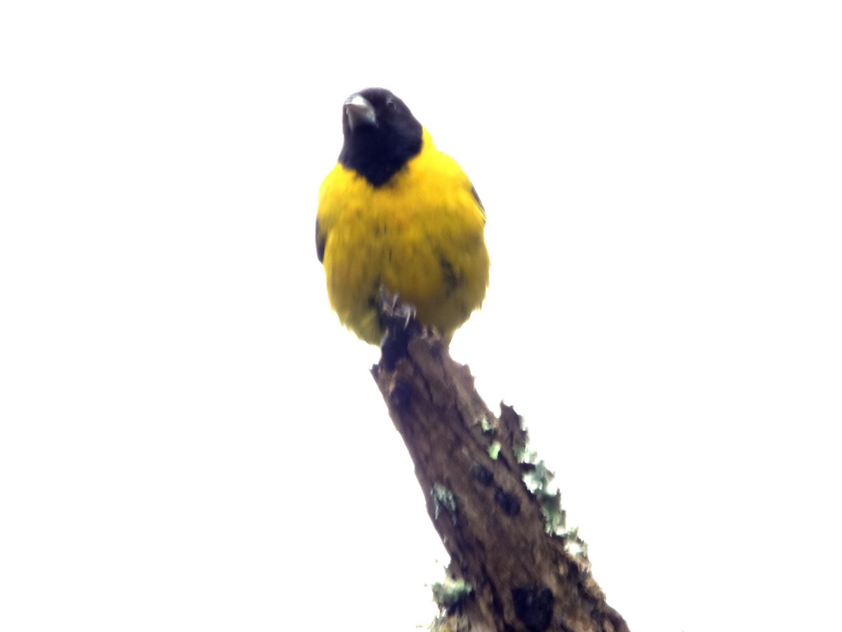 Black-headed Siskin - ML639518540