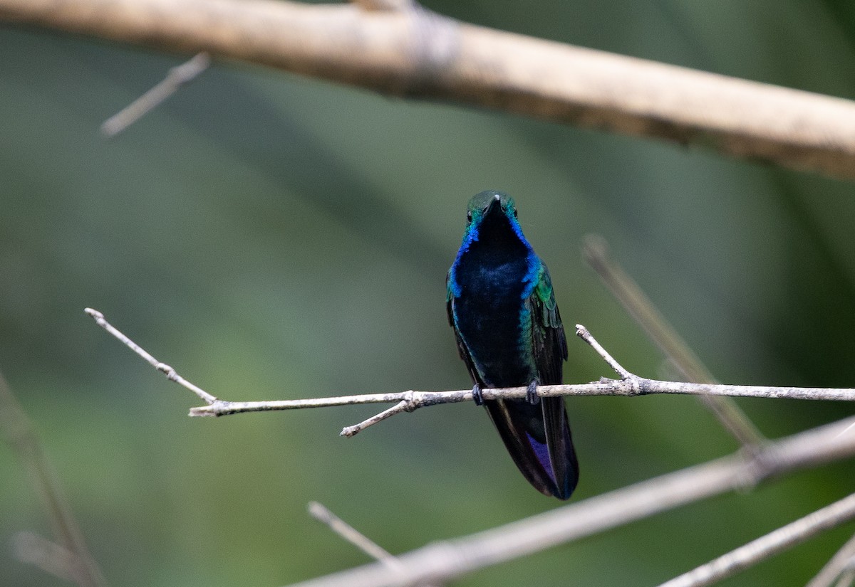 Black-throated Mango (Black-throated) - ML639518543