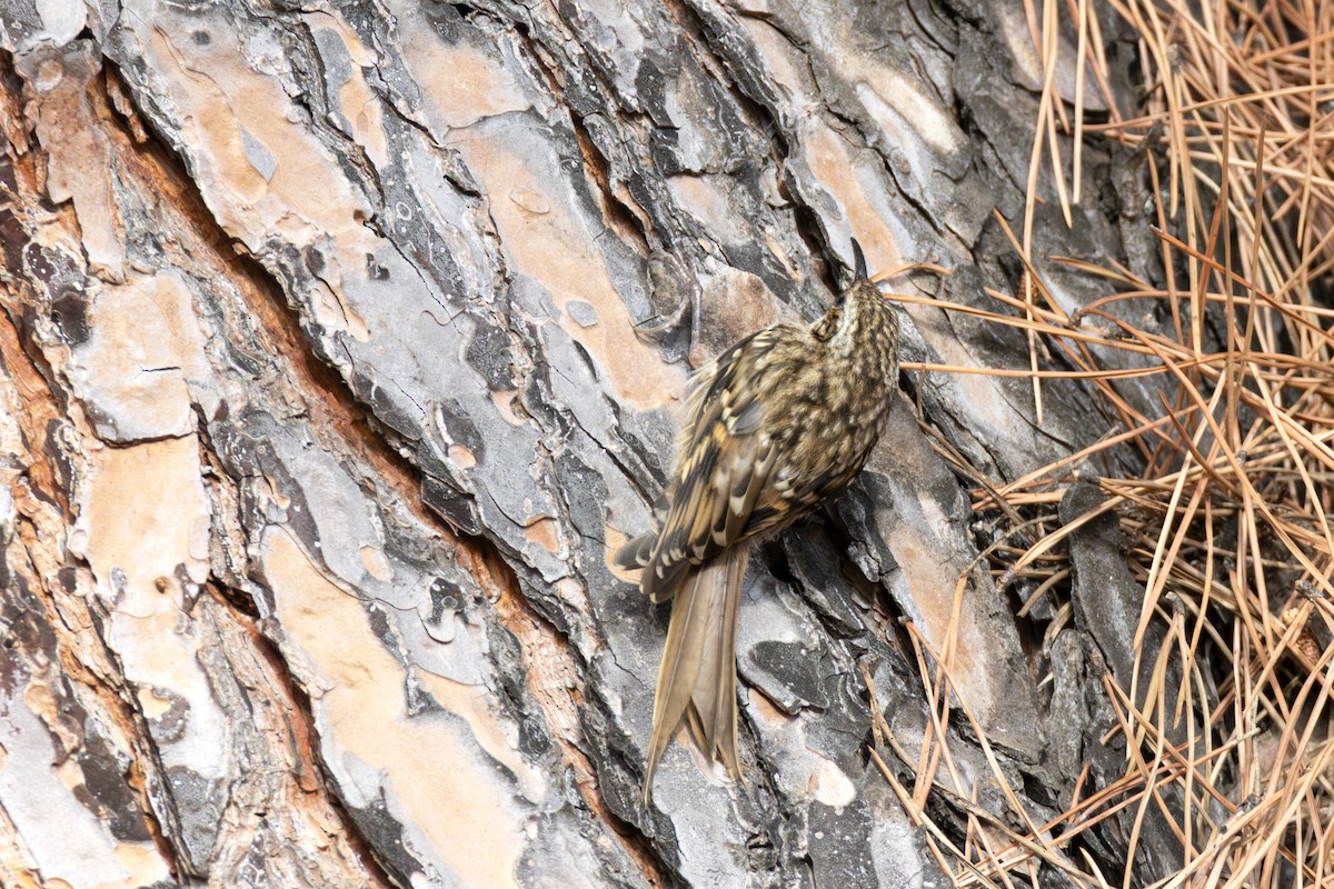 šoupálek krátkoprstý - ML639518545