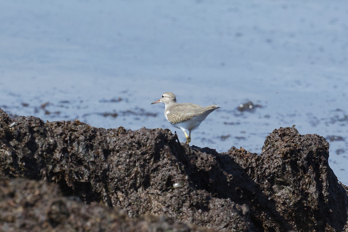 flekksnipe - ML639518549