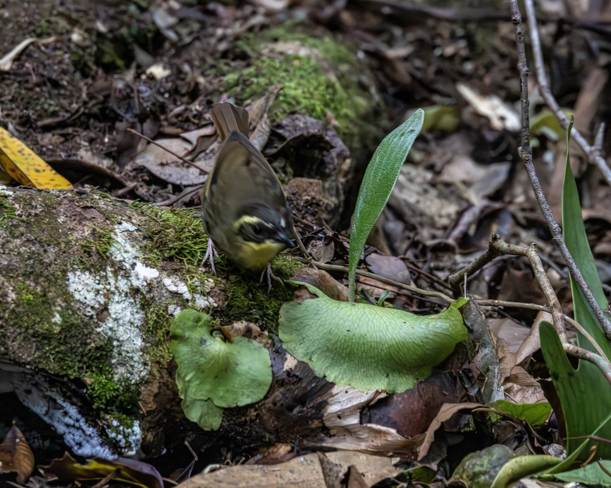 Yellow-throated Scrubwren - ML639518584