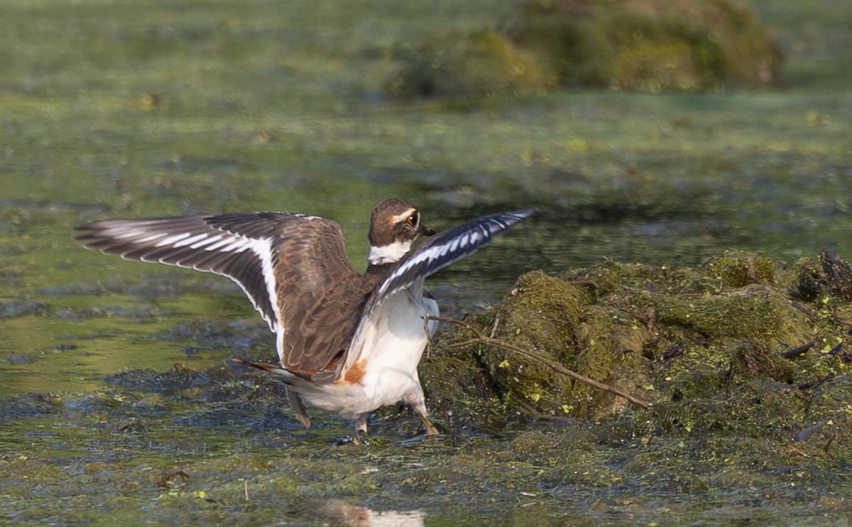 Killdeer - ML639518597