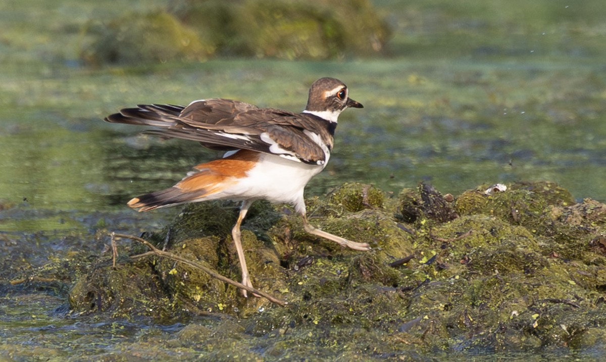 Killdeer - ML639518598
