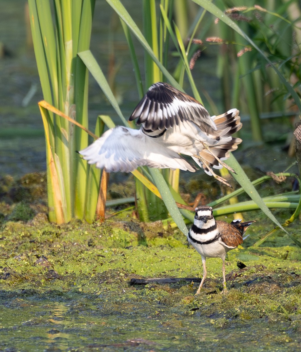 Killdeer - ML639518599