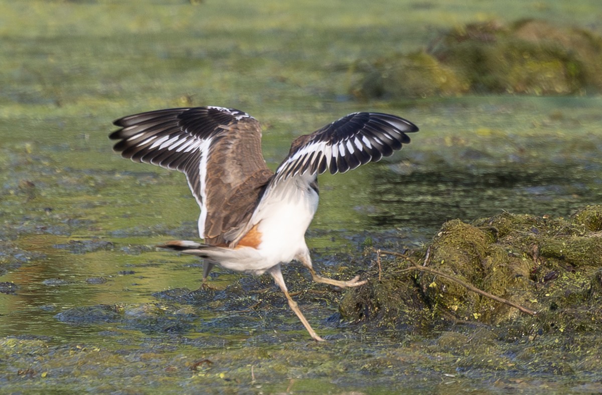 Killdeer - ML639518600