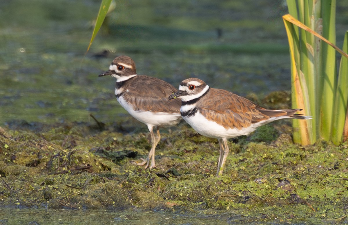 Killdeer - ML639518601