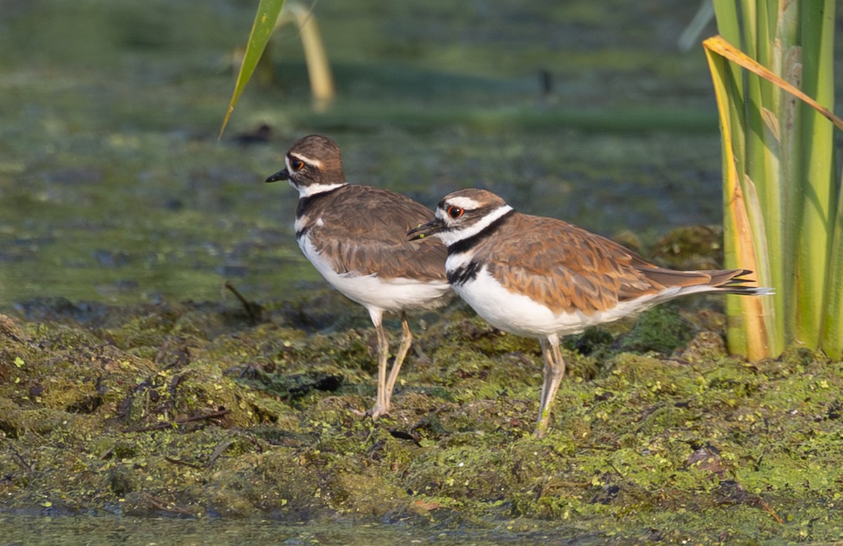 Killdeer - ML639518602