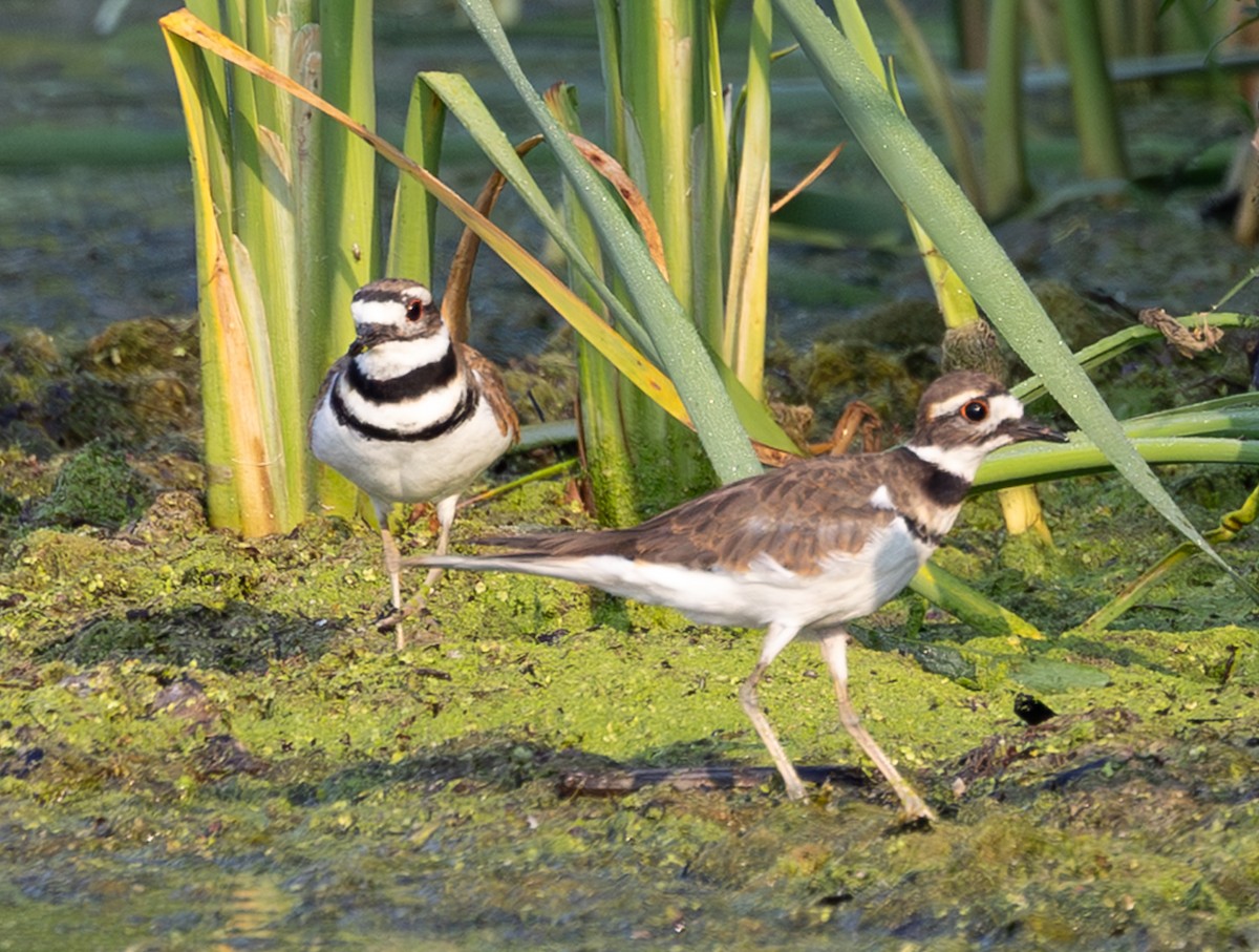 Killdeer - ML639518603