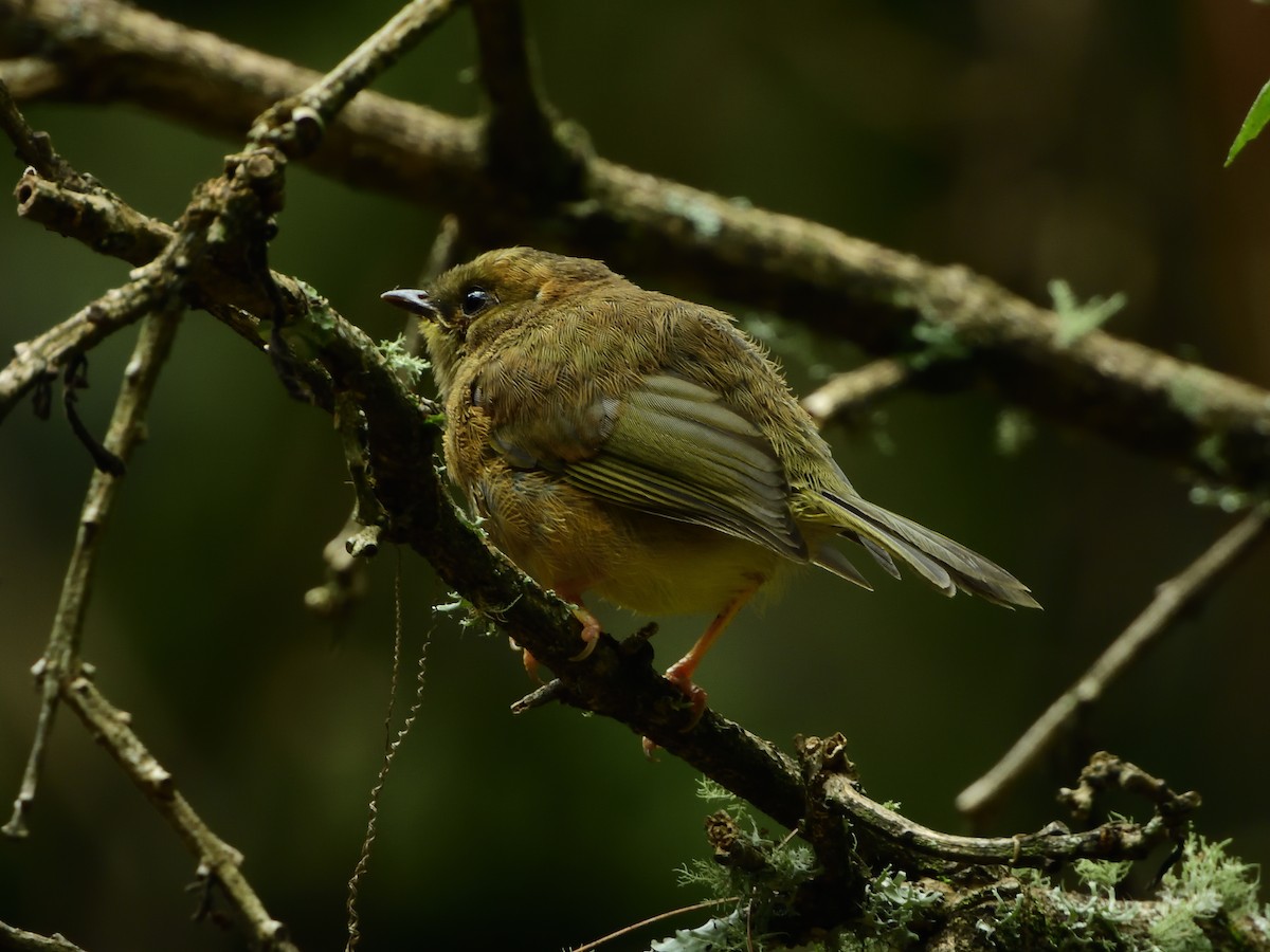 Golden-browed Warbler - ML639518708