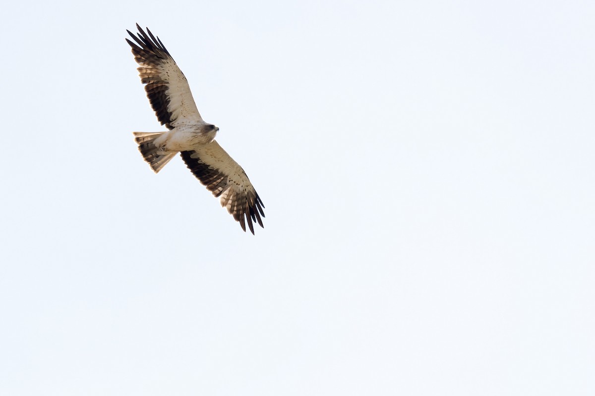 Booted Eagle - ML639518835