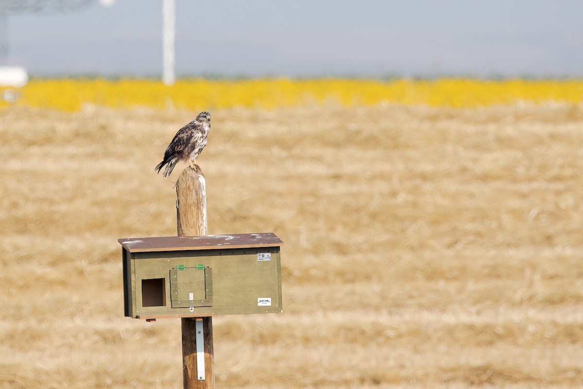 Common Buzzard - ML639518862