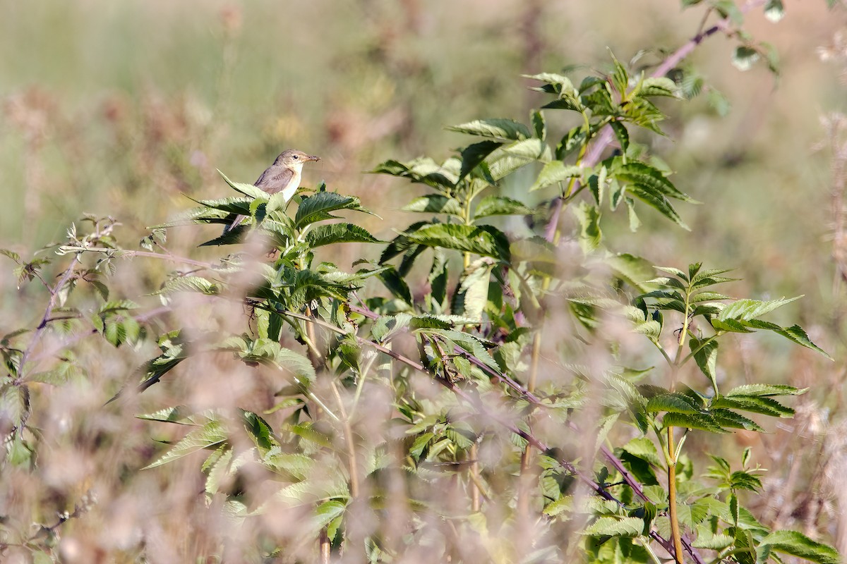 Melodious Warbler - ML639518869