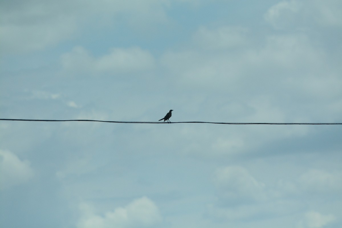grackle sp. - ML639518890