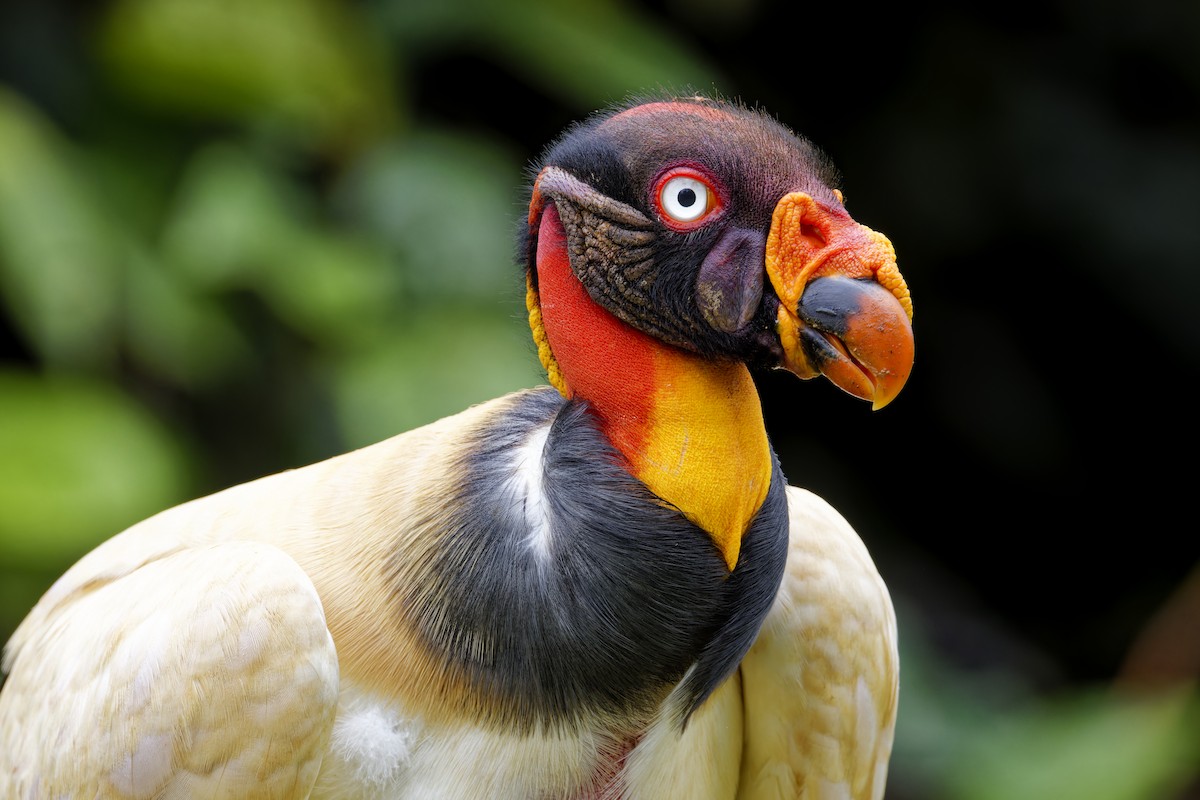 King Vulture - ML639518898