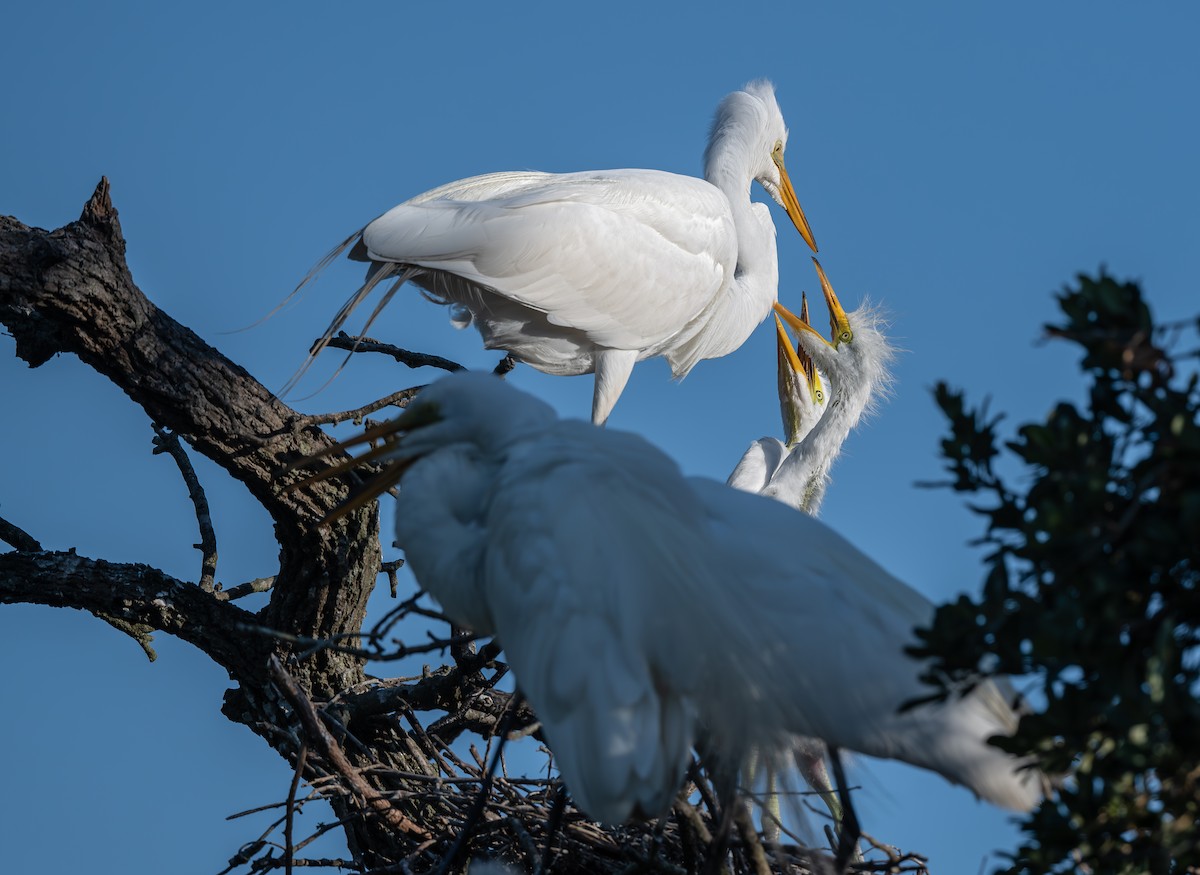 Great Egret - ML639518905