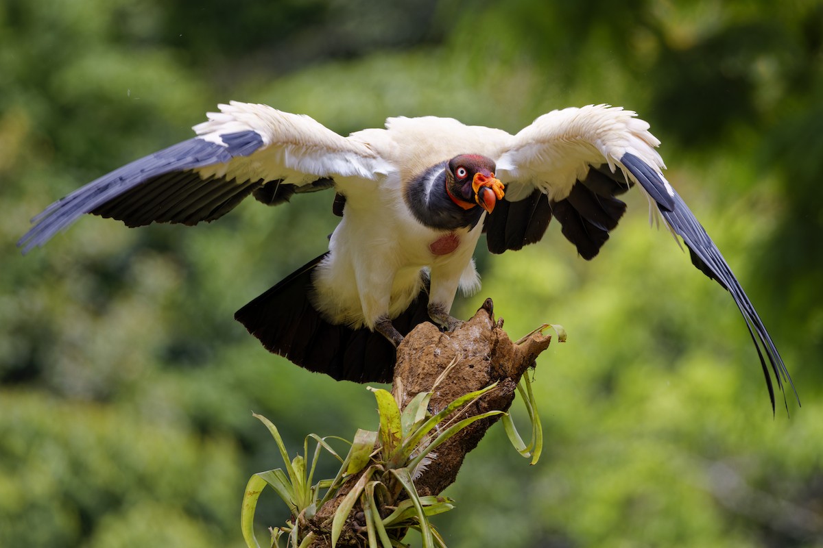 King Vulture - ML639518926