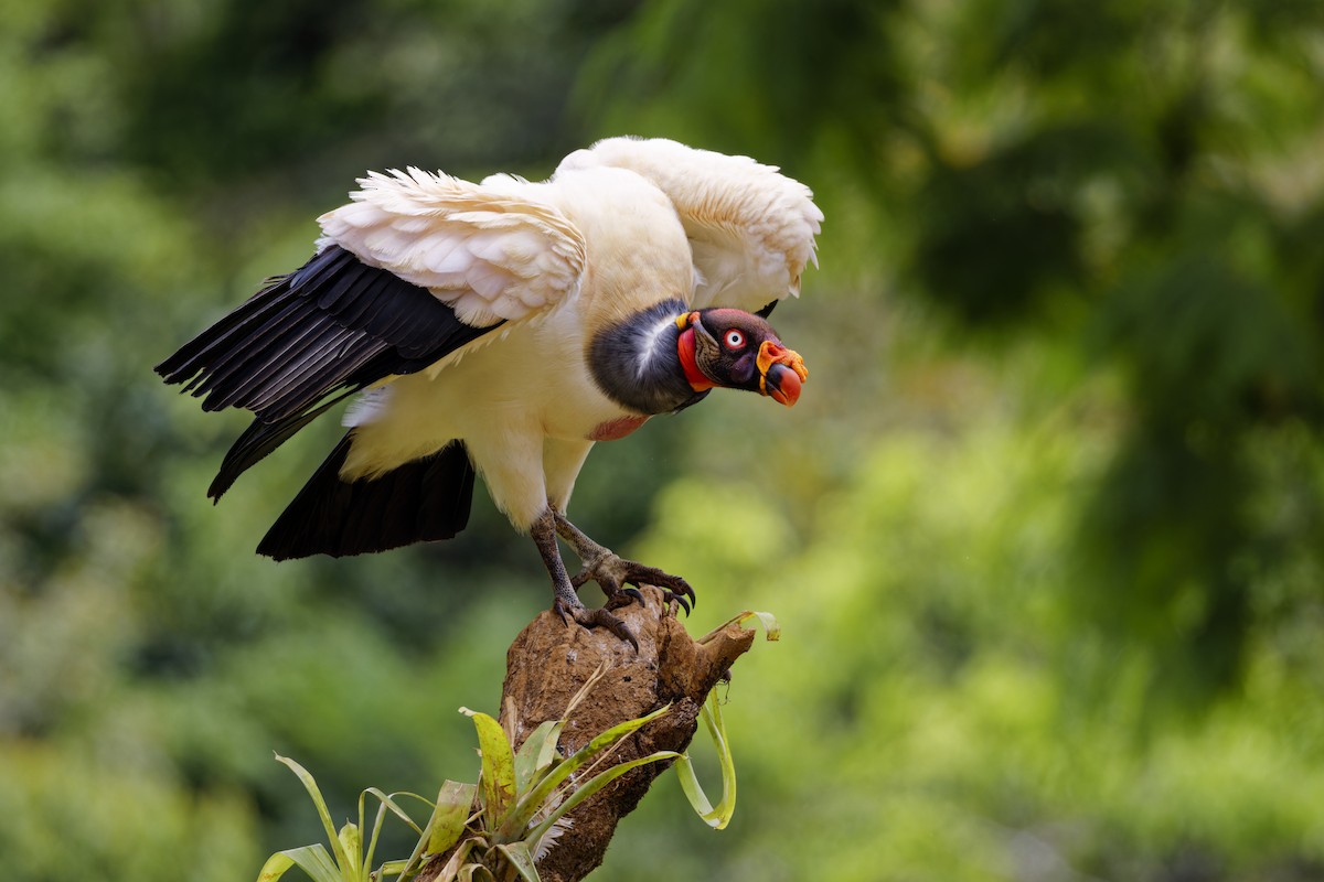 King Vulture - ML639518927