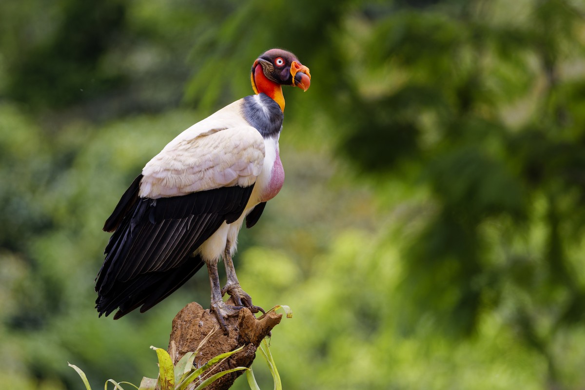 King Vulture - ML639518928