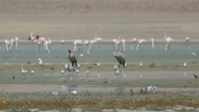 Common Crane - ML639518929
