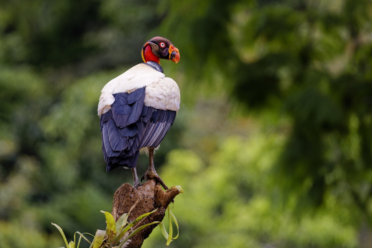 King Vulture - ML639518944