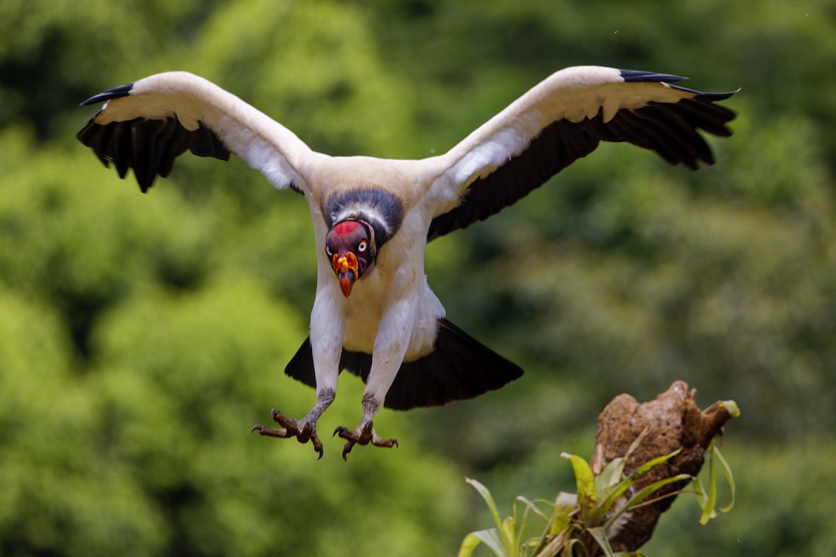 King Vulture - ML639518945