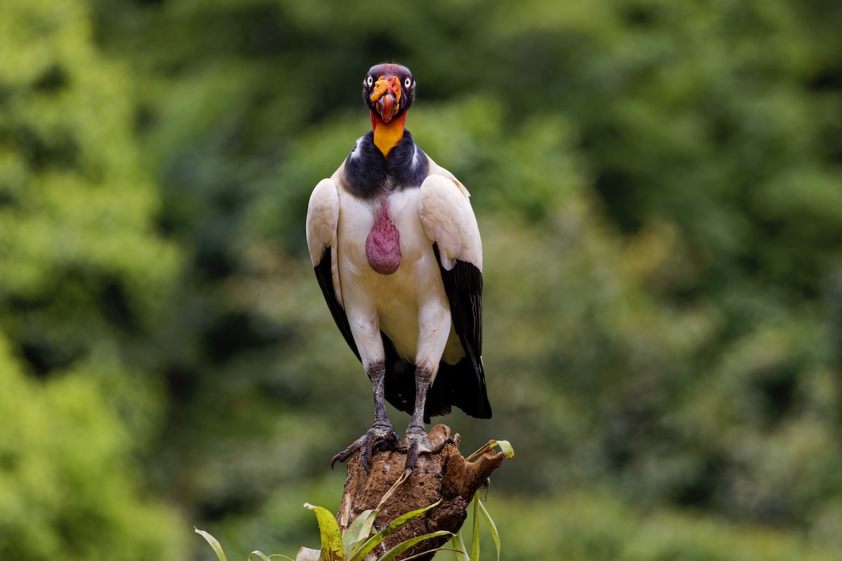King Vulture - ML639518946