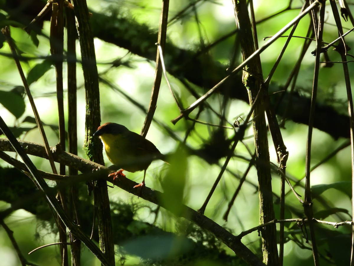 Rufous-capped Brushfinch - ML639518956