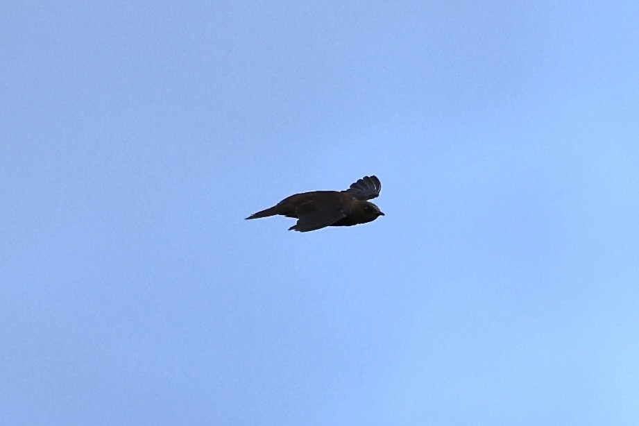 Galapagos Martin - ML639519020