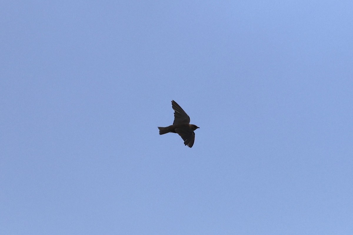 Galapagos Martin - ML639519021