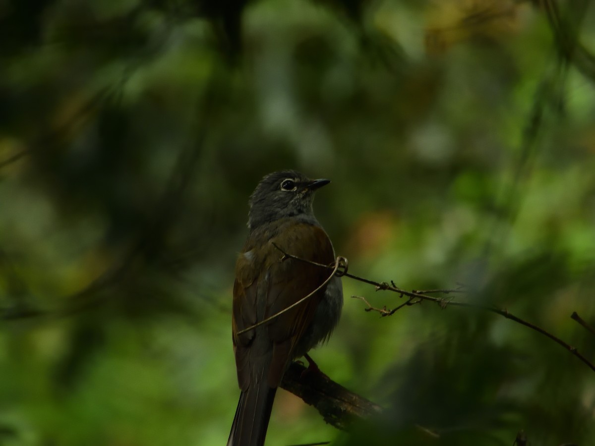 Brown-backed Solitaire - ML639519152
