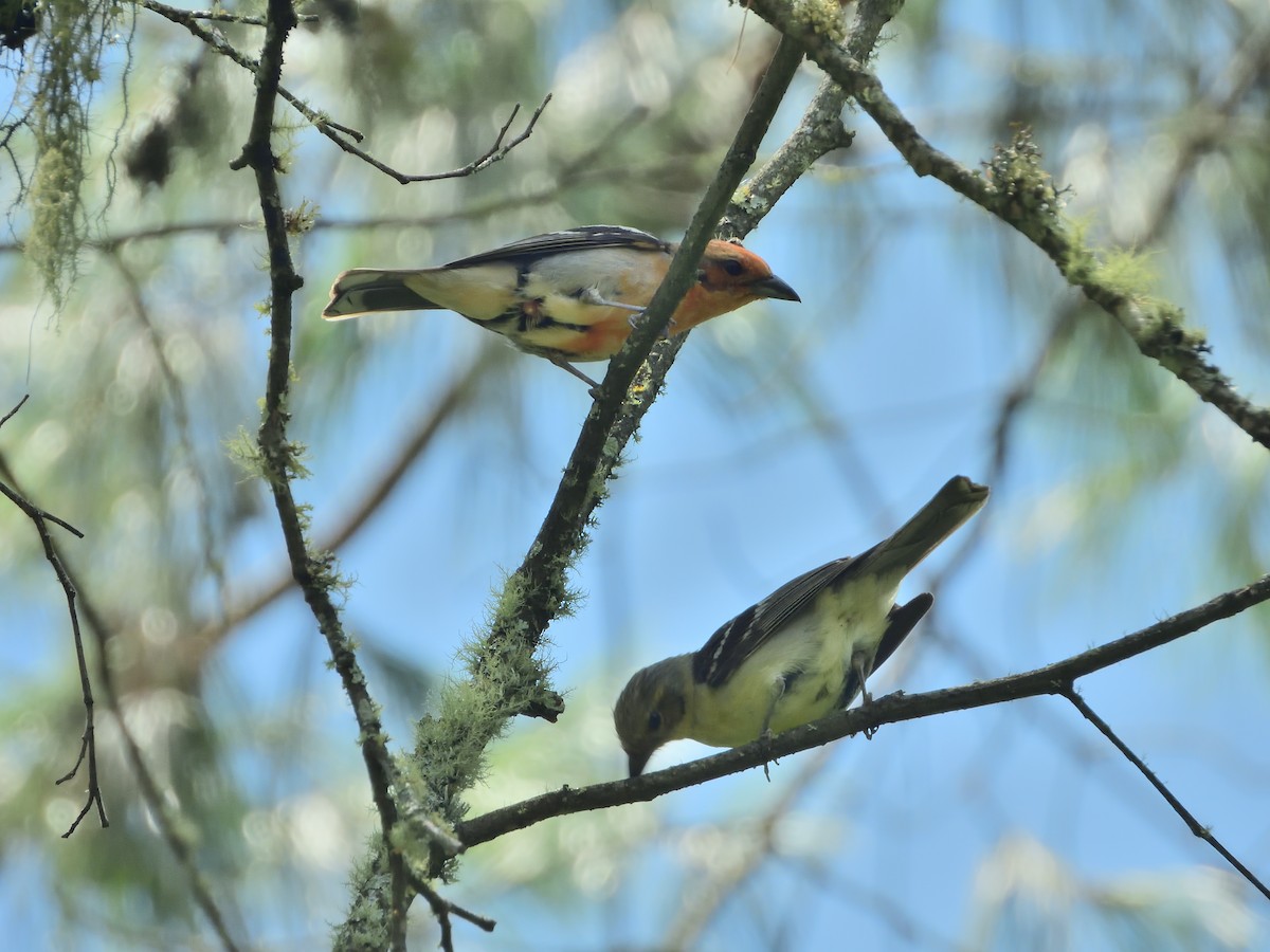 Olive Warbler - ML639519168