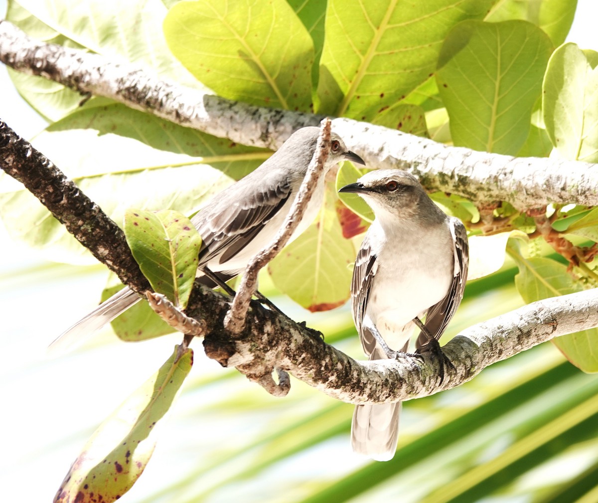 Tropical Mockingbird - ML639519242