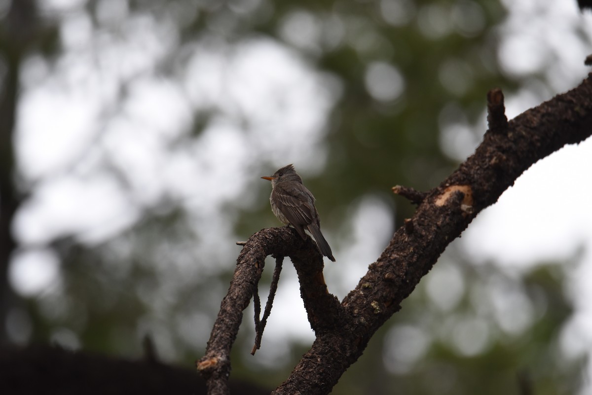 Greater Pewee - ML639519268