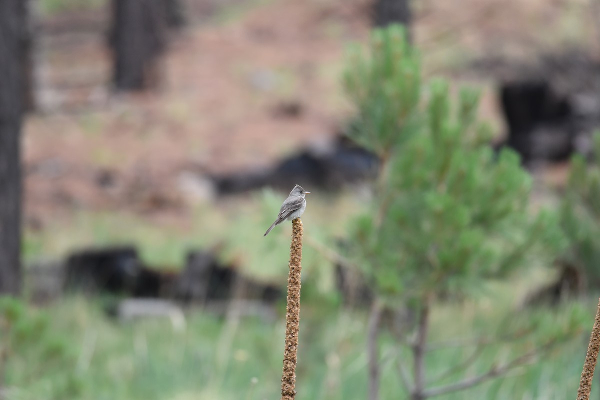 Greater Pewee - ML639519272