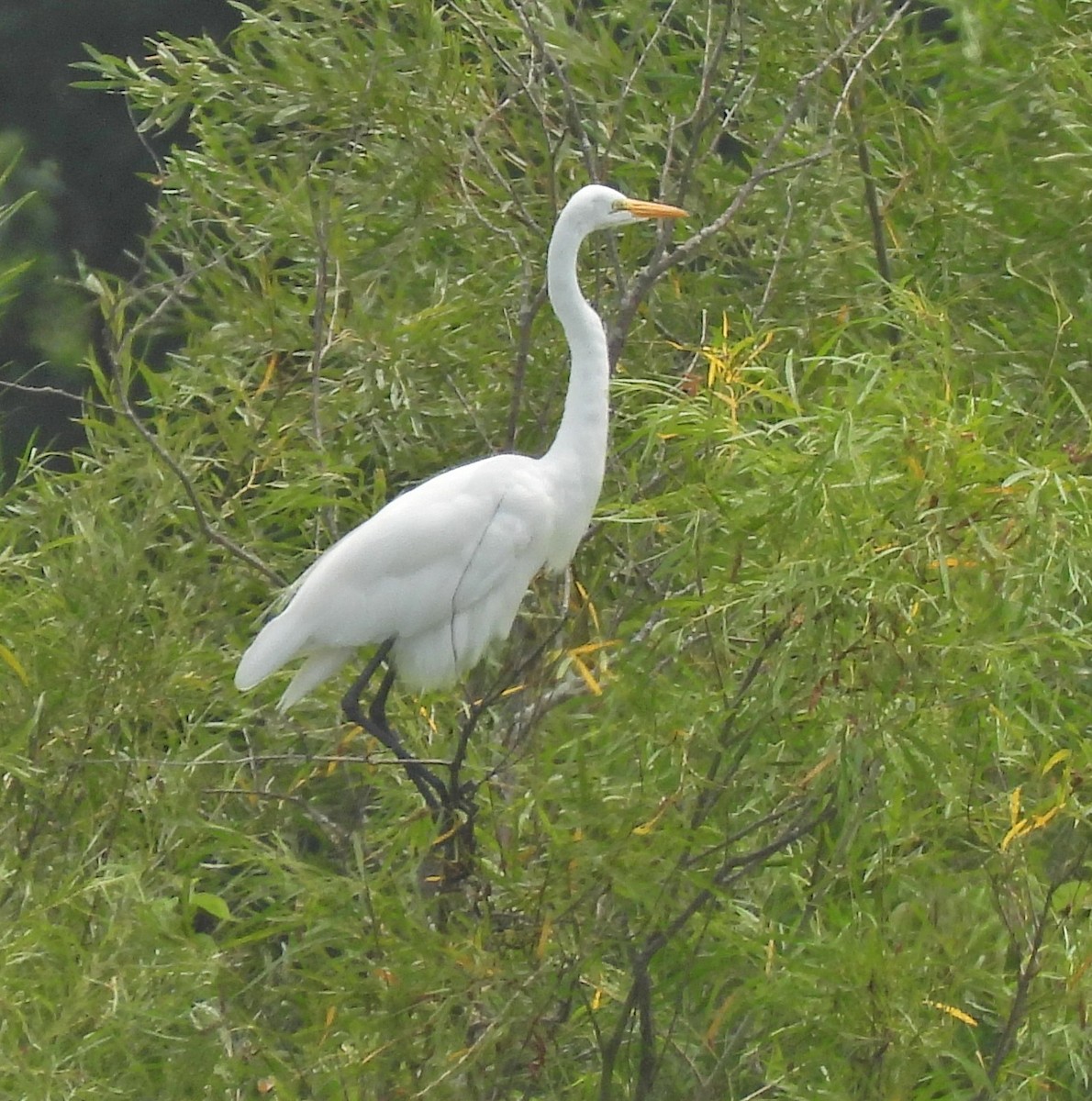 Great Egret - ML639519293