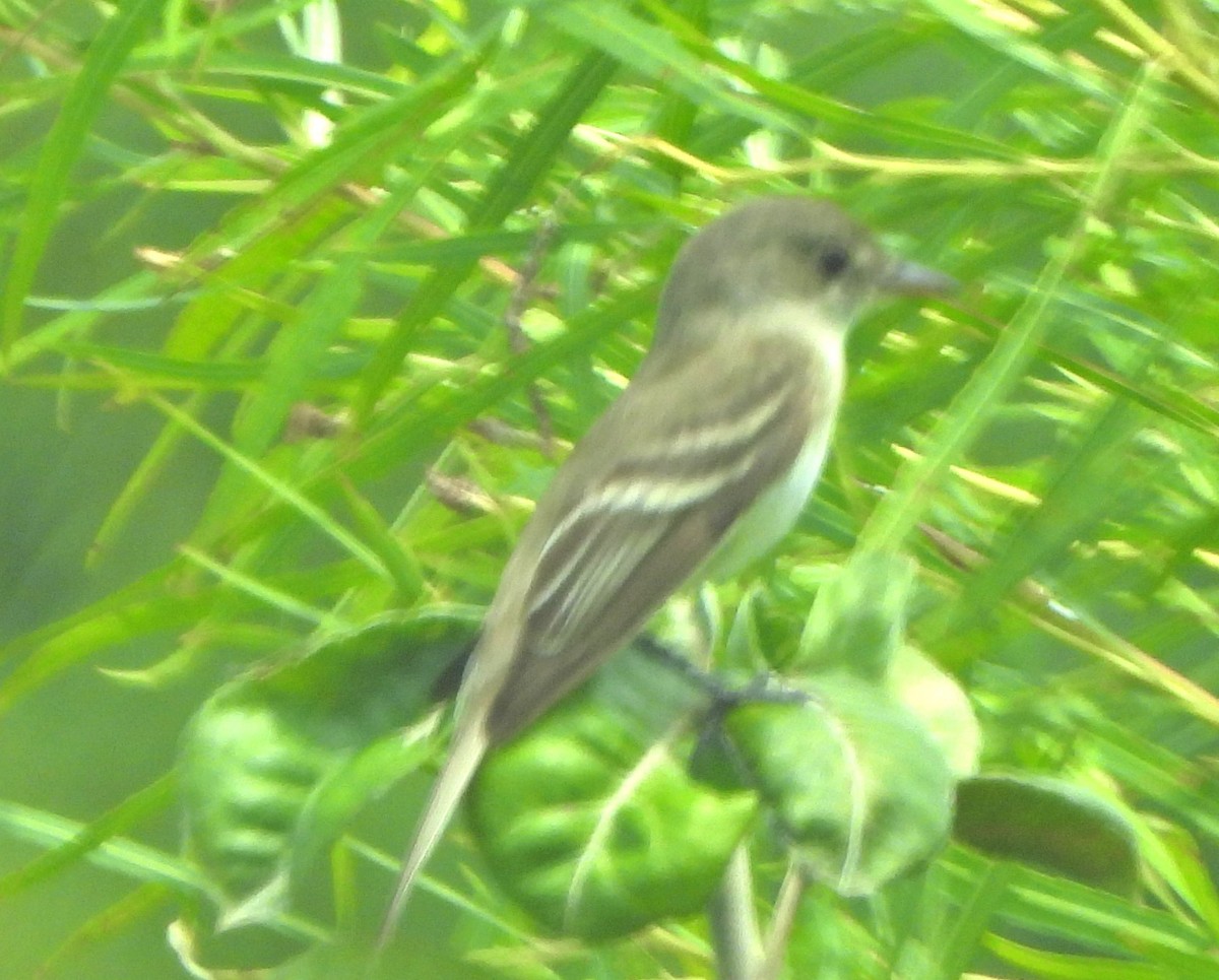 Willow Flycatcher - ML639519306