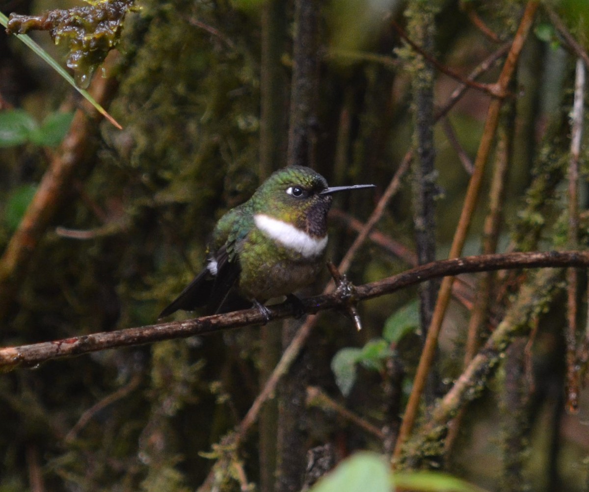 Amethyst-throated Sunangel - ML639519315