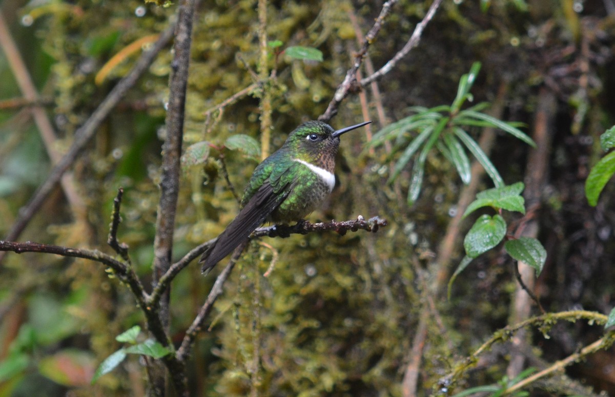 Amethyst-throated Sunangel - ML639519317