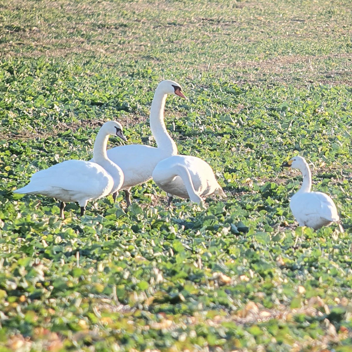Cigno minore - ML639519329