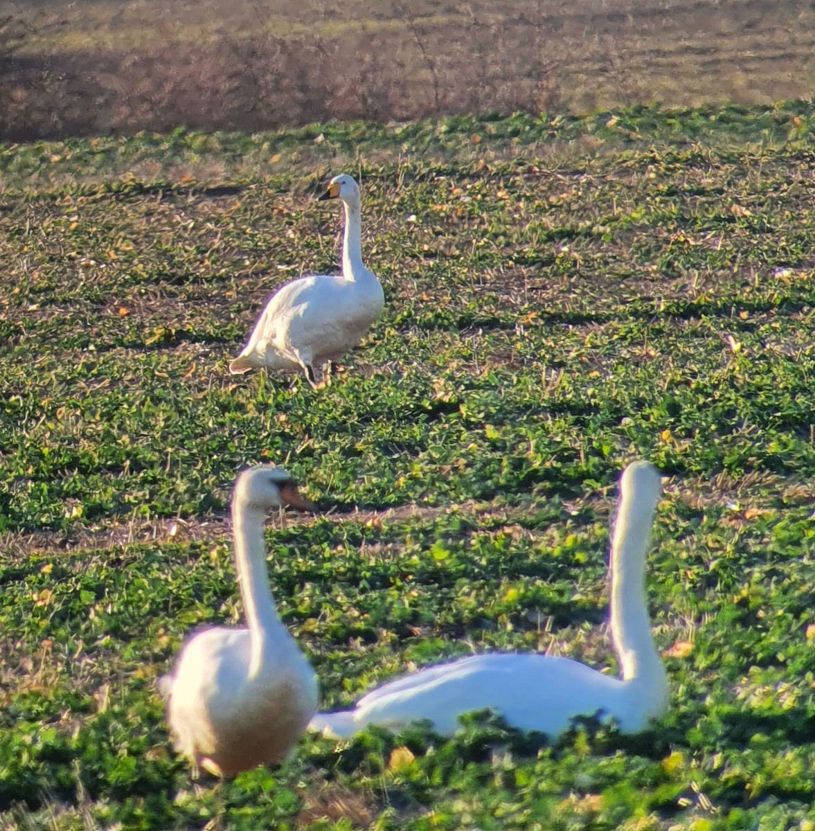 Cigno minore - ML639519330