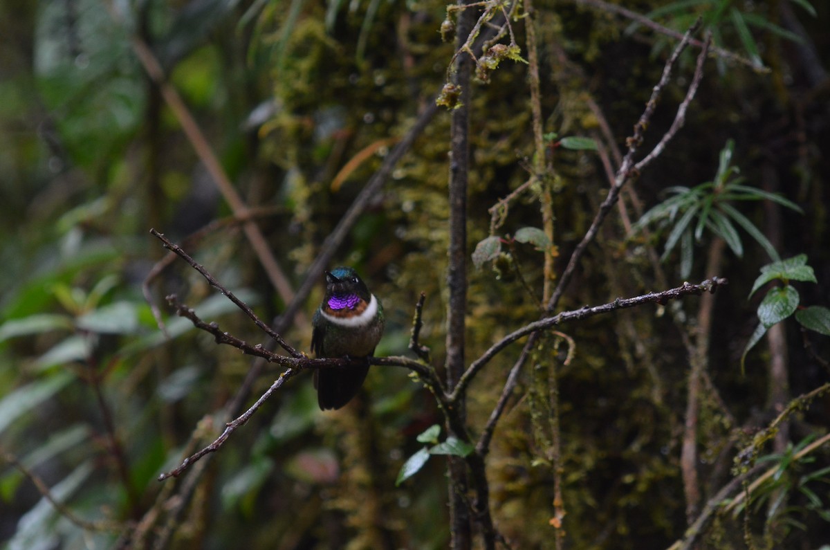 Amethyst-throated Sunangel - ML639519339