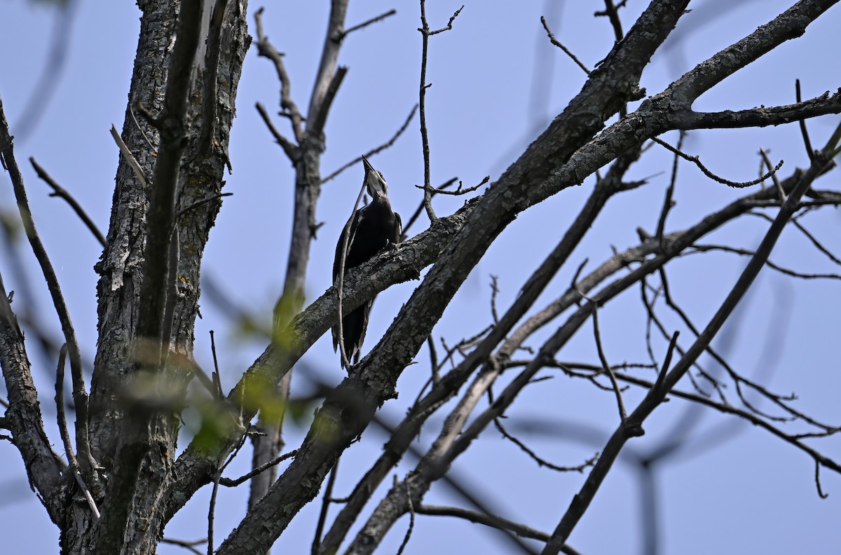 hvitbrynsvartspett - ML639519354